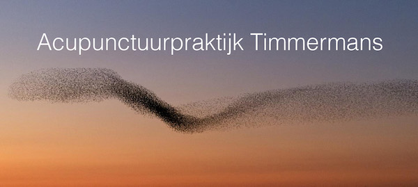 Acupunctuur_Timmermans_Waalwijk_Homepage_birds